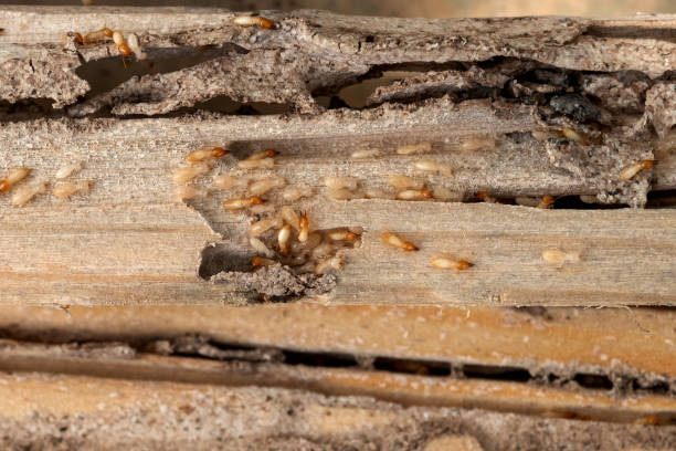 Best Affordable Pest Control Services  in Breckenridge Hills, MO